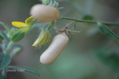 Crotalaria calycina